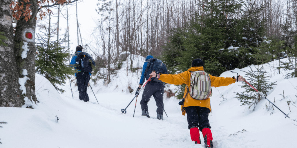 Three individuals cross-country skiing through a snowy forest, surrounded by tall trees and a serene winter landscape.