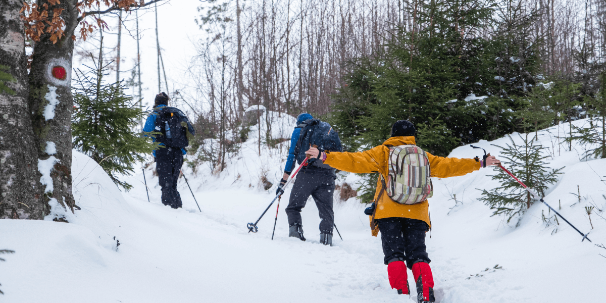 Three individuals cross-country skiing through a snowy forest, surrounded by tall trees and a serene winter landscape.
