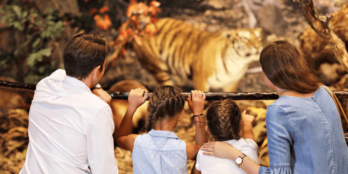 A family observes tigers in an exhibit, showcasing their curiosity and excitement in a natural habitat setting.