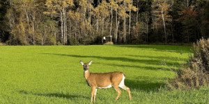 A deer stands gracefully in a green field, surrounded by trees in the background.