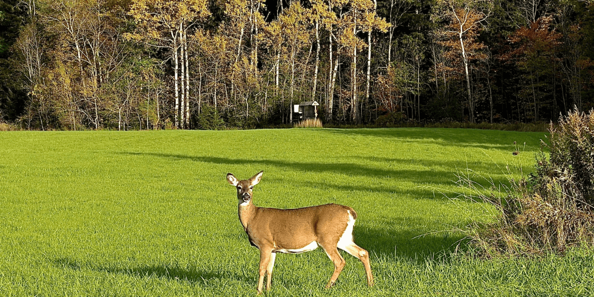 A deer stands gracefully in a green field, surrounded by trees in the background.
